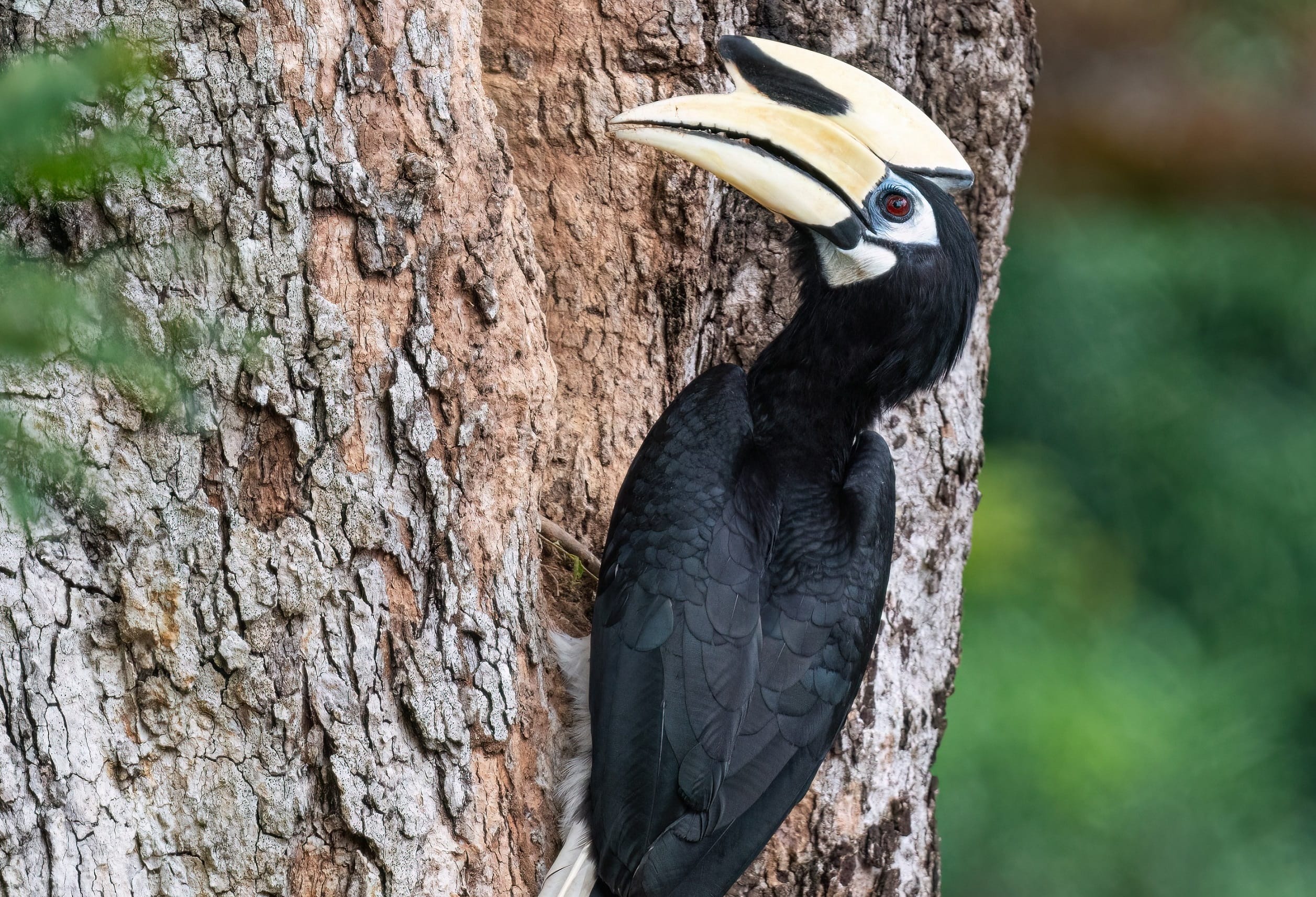 A photograph of an oriental pied hornbill perched on a tree trunk